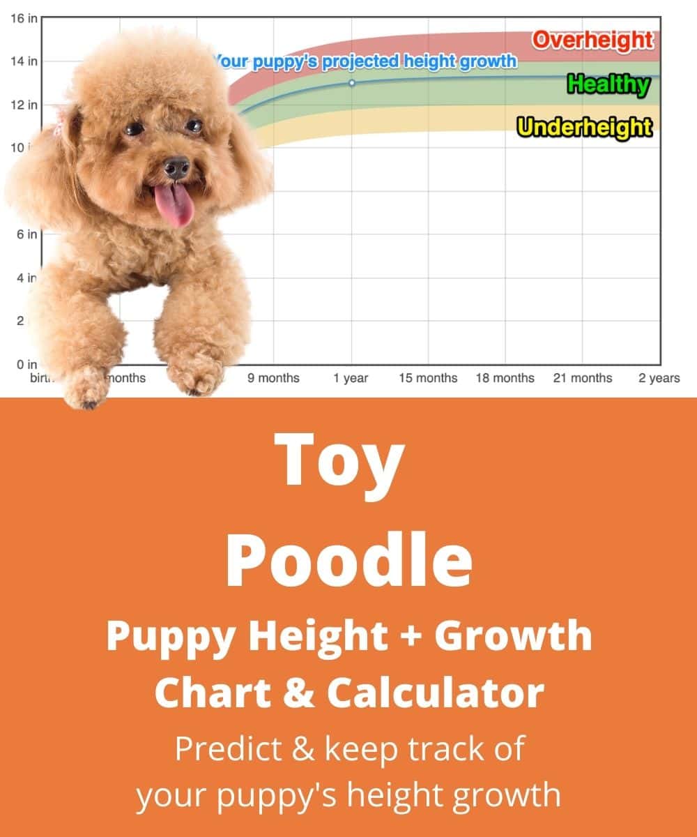 toy-poodle Puppy height Growth Chart